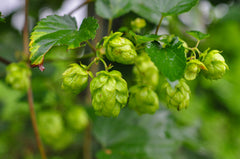 採れたてホップを使用した『Fresh Hop -2021-』収穫から仕込みまで、お見せします